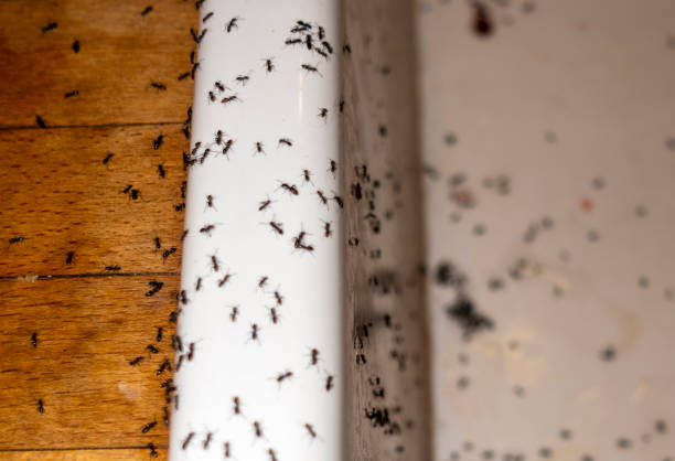 Pest Prevention Services in Allison Park, PA